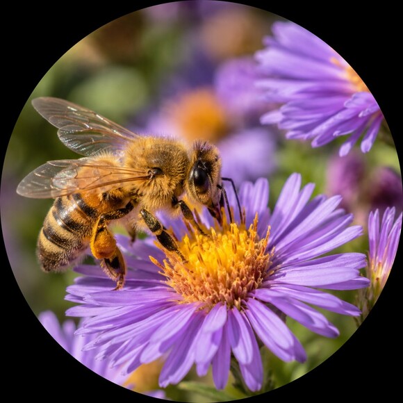 beeblossoms